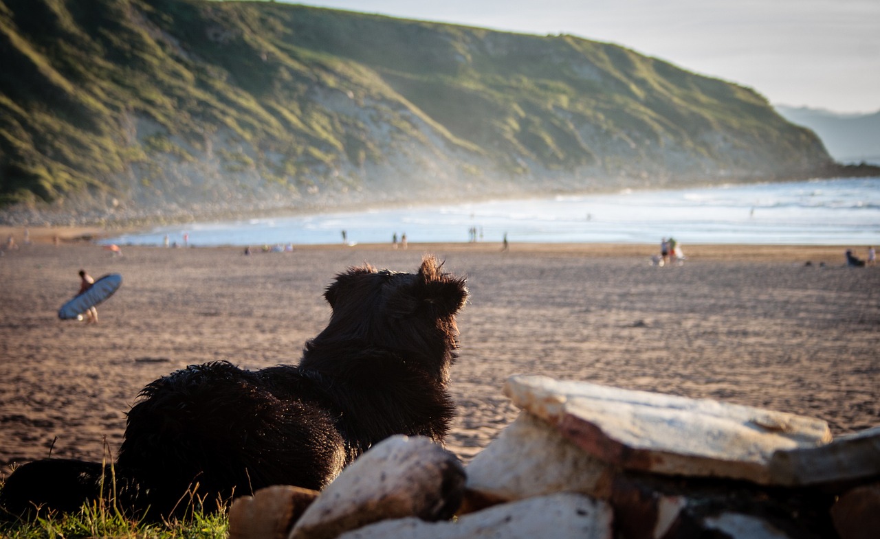 Surfing the coasts of the Basque Country